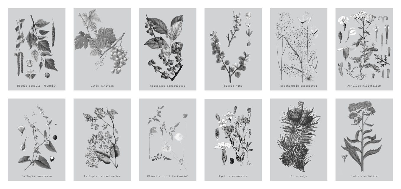 zioła i rośliny w ogrodzie na dachu Kampusu Ochota Warszawa